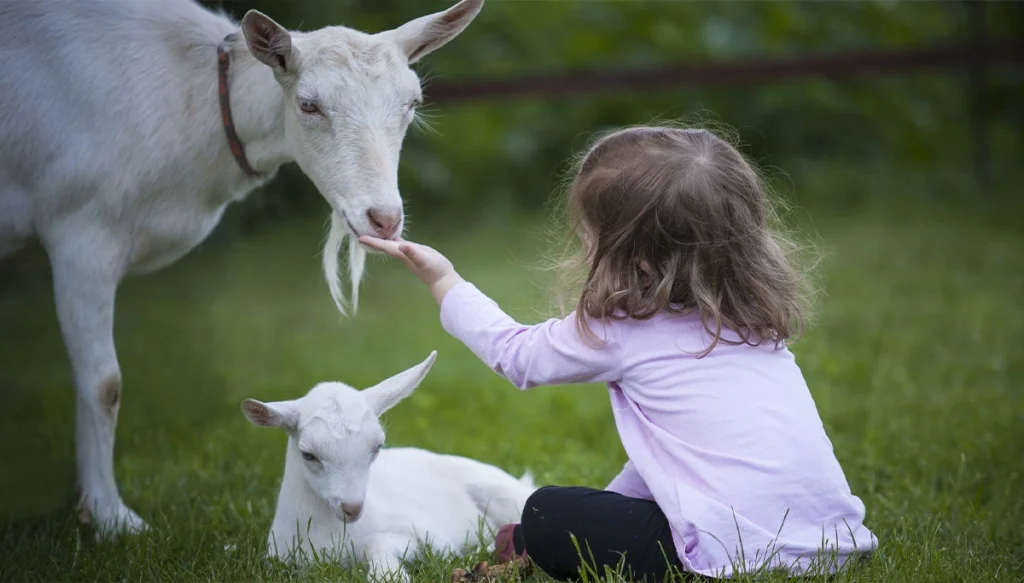 little girl in a field feeding a goat