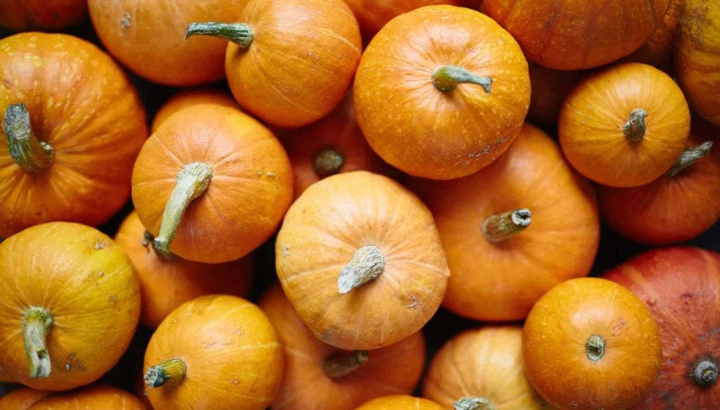 pumpkins in a pile