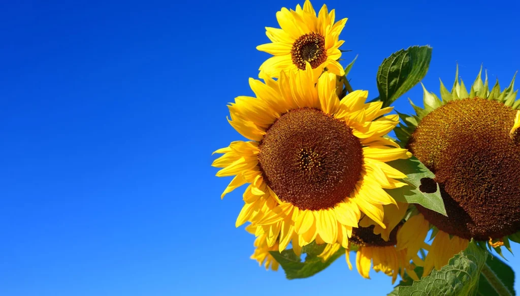 sunflowers under a blue sky